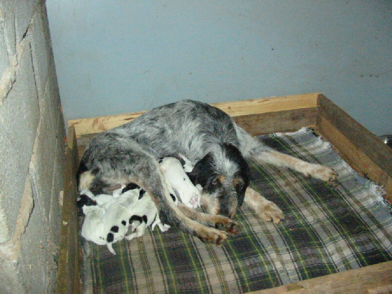 portees de chiots 2008