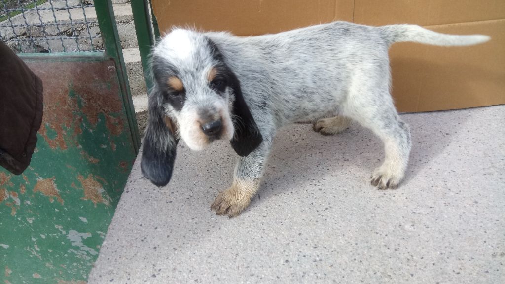 des Hurleurs de Randon - Griffon bleu de Gascogne - Portée née le 20/01/2017